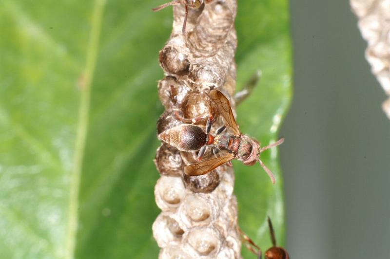 Vespula_ZZXYX_D4078_Z_78_Alexandra hills Brisbane_Australie.jpg